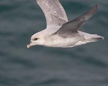 Fulmarus glacialis, Havhest (EN), Northern Fulmar : Fulmarus glacialis, Havhest (EN), Northern Fulmar