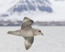 Havhest i flukt (Svalbard)   Fulmarus glacialis, Havhest (EN), Northern Fulmar : Fulmarus glacialis, Havhest (EN), Northern Fulmar