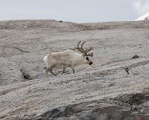 Norge, Ny-London, Svalbard, Svalbardrein : Norge, Ny-London, Svalbard, Svalbardrein