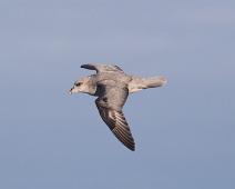 Fulmarus glacialis, Havhest (EN), Northern Fulmar : Fulmarus glacialis, Havhest (EN), Northern Fulmar