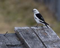 Maskulinum, Norge, Plectrophenax nivalis, Pyramiden, Snow Bunting, Snøspurv, Svalbard : Maskulinum, Norge, Plectrophenax nivalis, Pyramiden, Snow Bunting, Snøspurv, Svalbard