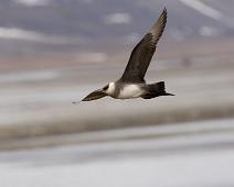 Parasitic Jaeger, Stercorarius parasiticus, Tyvjo (VU) : Parasitic Jaeger, Stercorarius parasiticus, Tyvjo (VU)