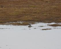 Calidris alpina, Dunlin, Myrsnipe : Calidris alpina, Dunlin, Myrsnipe