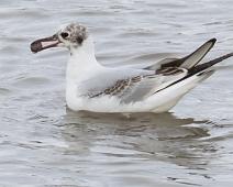 Black-headed Gull, Hettemåke (CR), Larus ridibundus, andre vår : Black-headed Gull, Hettemåke (CR), Larus ridibundus, andre vår