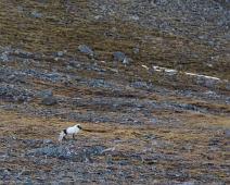 Bjørndalen, Fjellrev, Norge, Svalbard : Bjørndalen, Fjellrev, Norge, Svalbard