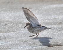 Fjæreplytt avledning   Bjørndalen, Calidris maritima, Fjæreplytt, Norge, Purple Sandpiper, Svalbard : Bjørndalen, Calidris maritima, Fjæreplytt, Norge, Purple Sandpiper, Svalbard