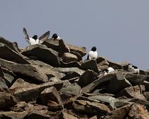Alkekonge, Alle alle, Bjørndalen, Little Auk, Norge, Svalbard : Alkekonge, Alle alle, Bjørndalen, Little Auk, Norge, Svalbard