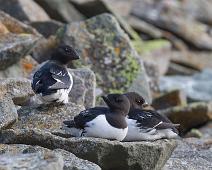 Alkekonge, Alle alle, Bjørndalen, Little Auk, Norge, Svalbard : Alkekonge, Alle alle, Bjørndalen, Little Auk, Norge, Svalbard