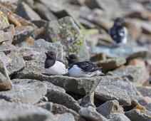 Alkekonge, Alle alle, Bjørndalen, Little Auk, Norge, Svalbard : Alkekonge, Alle alle, Bjørndalen, Little Auk, Norge, Svalbard