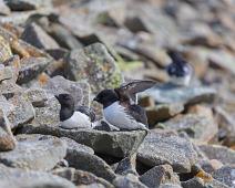 Alkekonge, Alle alle, Bjørndalen, Little Auk, Norge, Svalbard : Alkekonge, Alle alle, Bjørndalen, Little Auk, Norge, Svalbard
