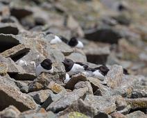 Alkekonge, Alle alle, Bjørndalen, Little Auk, Norge, Svalbard : Alkekonge, Alle alle, Bjørndalen, Little Auk, Norge, Svalbard