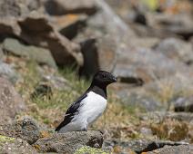 Alkekonge, Alle alle, Bjørndalen, Little Auk, Norge, Svalbard : Alkekonge, Alle alle, Bjørndalen, Little Auk, Norge, Svalbard
