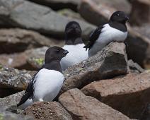Alkekonge, Alle alle, Bjørndalen, Little Auk, Norge, Svalbard : Alkekonge, Alle alle, Bjørndalen, Little Auk, Norge, Svalbard