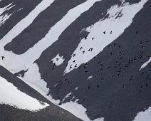 Alkekonge, Alle alle, Bjørndalen, Little Auk, Norge, Svalbard : Alkekonge, Alle alle, Bjørndalen, Little Auk, Norge, Svalbard