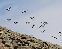 Alkekonge, Alle alle, Bjørndalen, Little Auk, Norge, Svalbard : Alkekonge, Alle alle, Bjørndalen, Little Auk, Norge, Svalbard