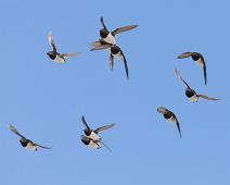 Alkekonge, Alle alle, Bjørndalen, Little Auk, Norge, Svalbard : Alkekonge, Alle alle, Bjørndalen, Little Auk, Norge, Svalbard