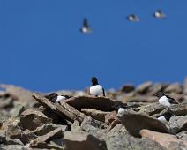 Alkekonge, Alle alle, Bjørndalen, Little Auk, Norge, Svalbard : Alkekonge, Alle alle, Bjørndalen, Little Auk, Norge, Svalbard