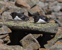 Alkekonge, Alle alle, Bjørndalen, Little Auk, Norge, Svalbard : Alkekonge, Alle alle, Bjørndalen, Little Auk, Norge, Svalbard