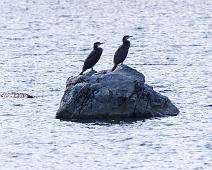 Great Cormorant, Phalacrocorax carbo, Storskarv (NT) : Great Cormorant, Phalacrocorax carbo, Storskarv (NT)