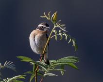 27238 Chats Old World Flycatchers - Fluesnapper, Buskskvett, Saxicola rubetra, hann, whinchat : 27238 Chats Old World Flycatchers - Fluesnapper, Buskskvett, Saxicola rubetra, hann, whinchat