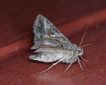 Gammafly, Hordaland, Nattfly, Norge, Rosendal : Gammafly, Hordaland, Nattfly, Norge, Rosendal