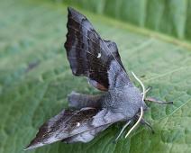 Laothoe populi, Ospesvermer, Tussmørkesvermer : Laothoe populi, Ospesvermer, Tussmørkesvermer