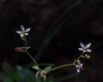 Planter, Stjernesildre : Planter, Stjernesildre