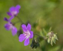 Planter, Skogstorkenebb : Planter, Skogstorkenebb