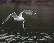 European Herring Gull, Gråmåke (VU), Larus argentatus : European Herring Gull, Gråmåke (VU), Larus argentatus