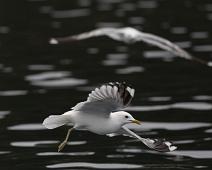European Herring Gull, Gråmåke (VU), Larus argentatus : European Herring Gull, Gråmåke (VU), Larus argentatus