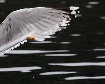Gråmåke   European Herring Gull, Gråmåke (VU), Larus argentatus : European Herring Gull, Gråmåke (VU), Larus argentatus