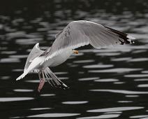 European Herring Gull, Gråmåke (VU), Larus argentatus : European Herring Gull, Gråmåke (VU), Larus argentatus