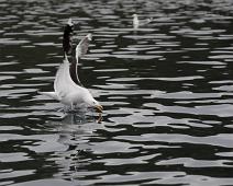 Great Black-backed Gull, Larus marinus, Svartbak : Great Black-backed Gull, Larus marinus, Svartbak