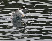 Great Black-backed Gull, Larus marinus, Svartbak : Great Black-backed Gull, Larus marinus, Svartbak