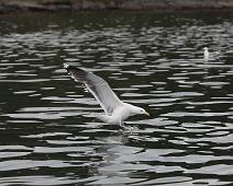 Great Black-backed Gull, Larus marinus, Svartbak : Great Black-backed Gull, Larus marinus, Svartbak