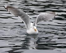 European Herring Gull, Gråmåke (VU), Larus argentatus : European Herring Gull, Gråmåke (VU), Larus argentatus