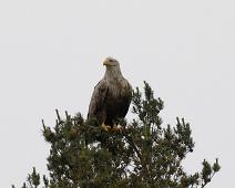 Aliaeetus albicilla, Havørn, White-tailed Eagle : Aliaeetus albicilla, Havørn, White-tailed Eagle