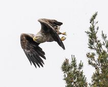 Aliaeetus albicilla, Havørn, White-tailed Eagle : Aliaeetus albicilla, Havørn, White-tailed Eagle