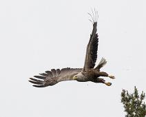 Havørn   Aliaeetus albicilla, Havørn, White-tailed Eagle : Aliaeetus albicilla, Havørn, White-tailed Eagle
