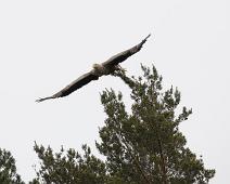 Aliaeetus albicilla, Havørn, White-tailed Eagle : Aliaeetus albicilla, Havørn, White-tailed Eagle