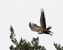 Aliaeetus albicilla, Havørn, White-tailed Eagle : Aliaeetus albicilla, Havørn, White-tailed Eagle