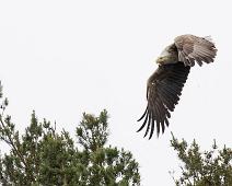 Aliaeetus albicilla, Havørn, White-tailed Eagle : Aliaeetus albicilla, Havørn, White-tailed Eagle