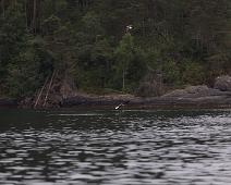 Aliaeetus albicilla, Havørn, White-tailed Eagle : Aliaeetus albicilla, Havørn, White-tailed Eagle