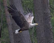 Aliaeetus albicilla, Havørn, Hordaland, Klosterneset, Norge, White-tailed Eagle : Aliaeetus albicilla, Havørn, Hordaland, Klosterneset, Norge, White-tailed Eagle