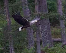 Aliaeetus albicilla, Havørn, White-tailed Eagle : Aliaeetus albicilla, Havørn, White-tailed Eagle