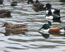 Skjeand par   Anas clypeata, Gamagori, Northern Shoveler, Skjeand : Anas clypeata, Gamagori, Northern Shoveler, Skjeand