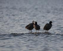 Sothøne   Eurasian coot, Fulica atra, Gamagori, Sothøne : Eurasian coot, Fulica atra, Gamagori, Sothøne