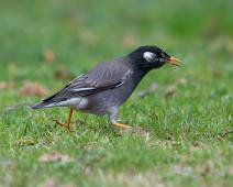 Sotstær   Gamagori, Sotstær, Sturnus cineraceus, White-cheeked Starling : Gamagori, Sotstær, Sturnus cineraceus, White-cheeked Starling