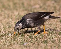 Sotstær   Sotstær, Sturnus cineraceus, Tokyo, White-cheeked Starling : Sotstær, Sturnus cineraceus, Tokyo, White-cheeked Starling