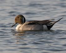 Stjertand   Anas acuta, Gamagori, Northern Pintail, Stjertand : Anas acuta, Gamagori, Northern Pintail, Stjertand